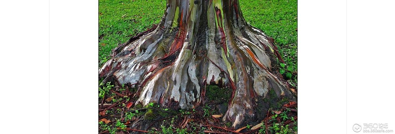 彩虹桉树树皮色彩斑斓犹如油画
