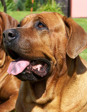 世界最凶恶犬种日本土佐