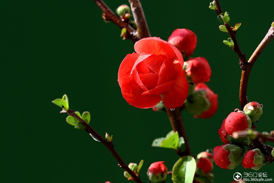 含苞欲放---海棠花欣赏.