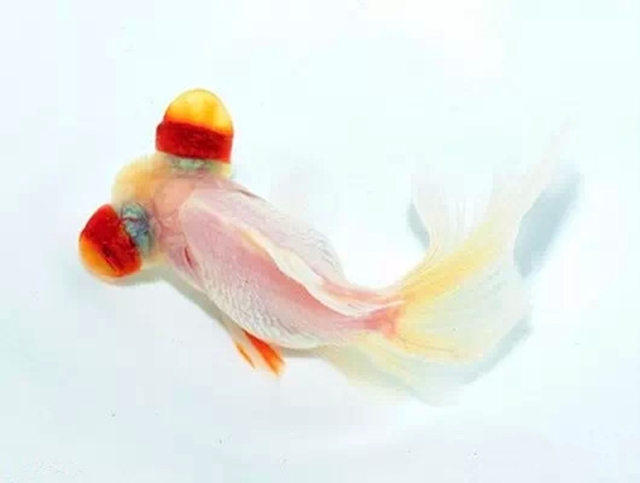 中国金鱼大全!《八》