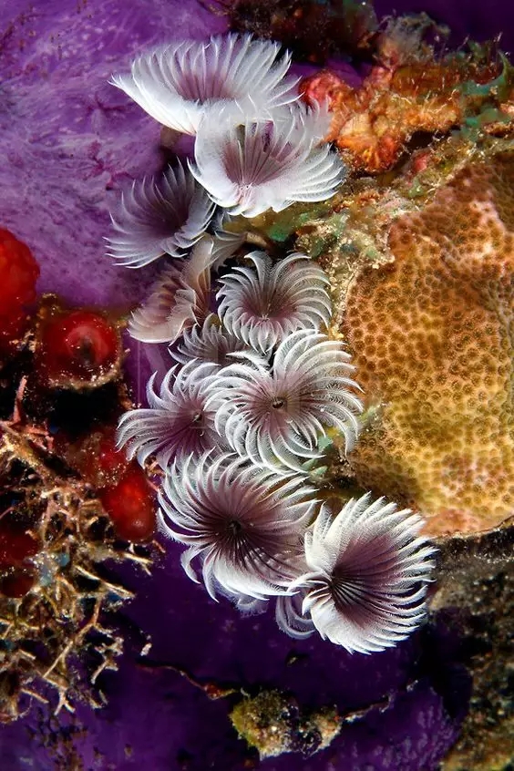 海底珊瑚花