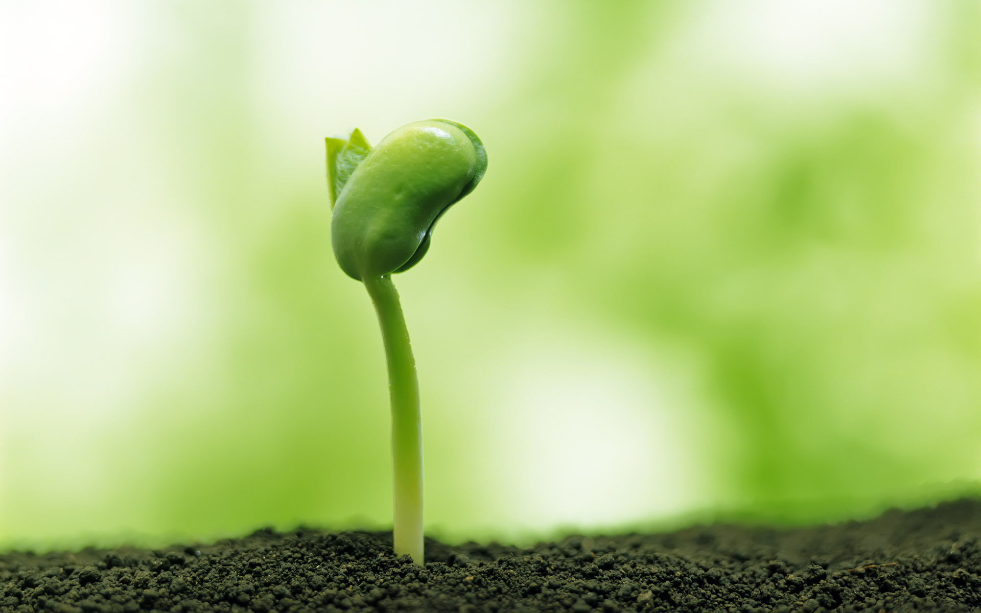 春风扶绿唤新芽5