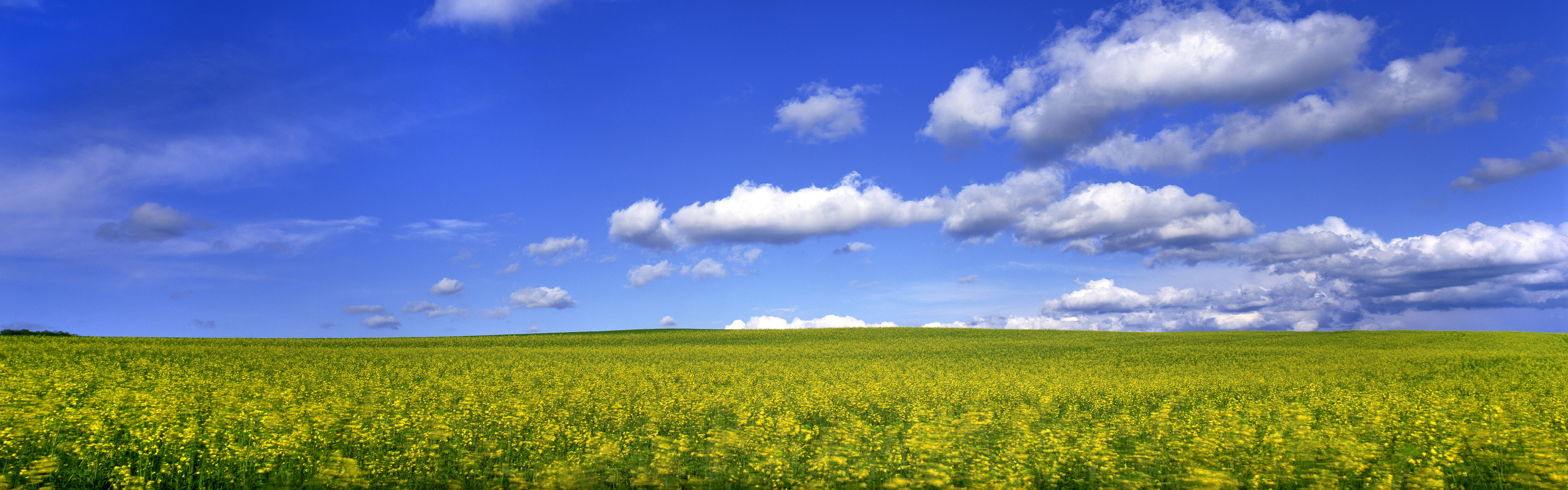 雙屏花卉壁紙3200x1200_【40p55m】附雲盤下載地址