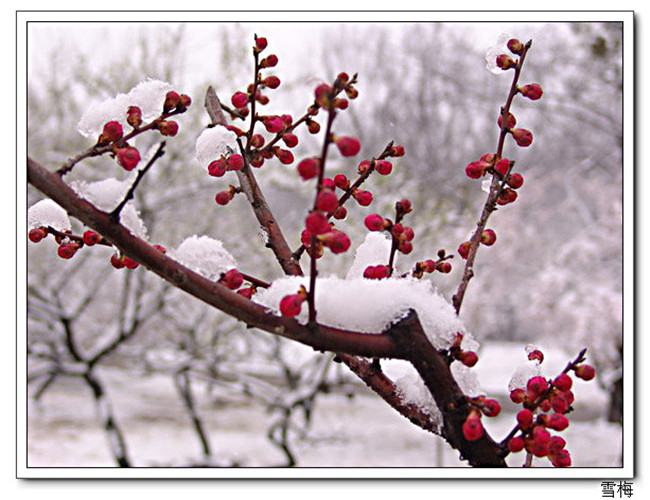 雪压冬梅