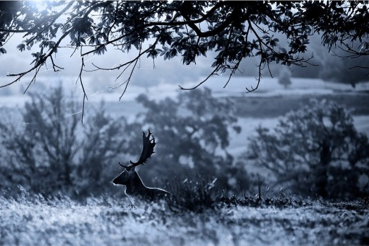 360资源组迷鹿森林高清壁纸1200x80034p