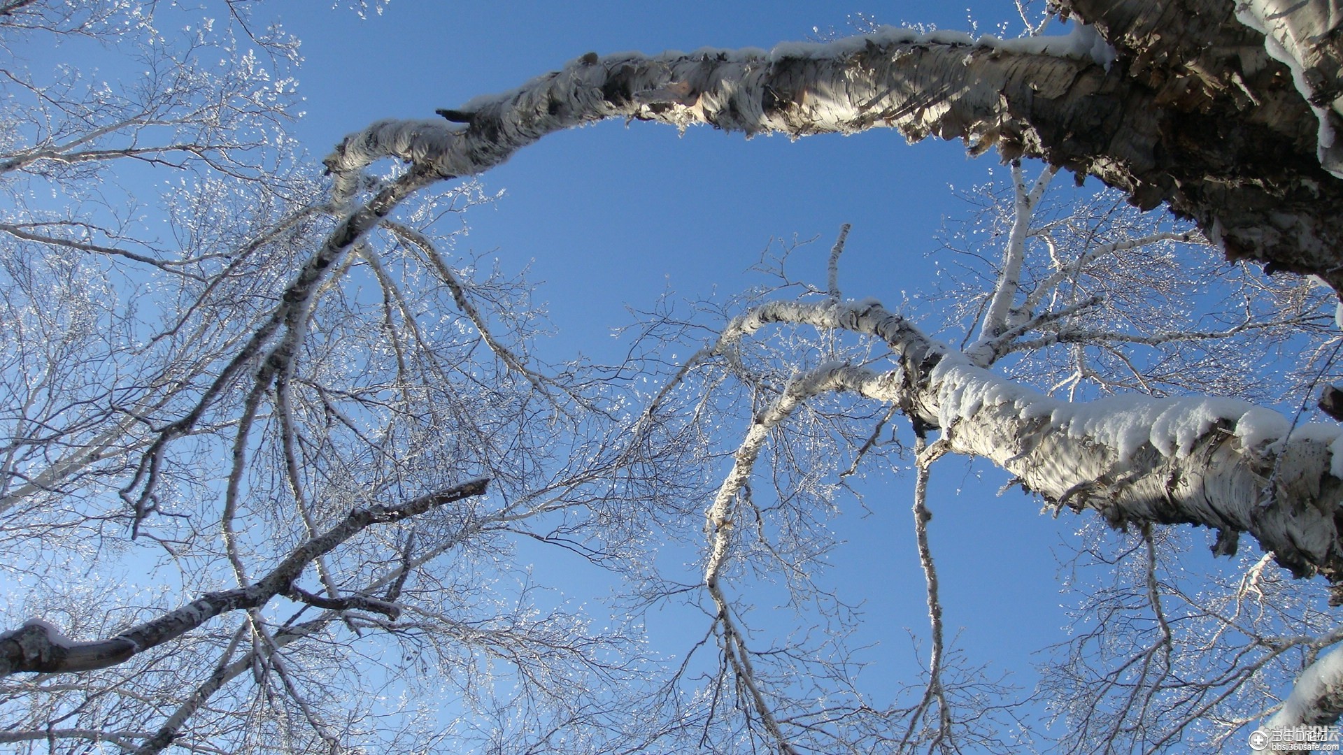 玉树琼枝雪景图片壁纸 二