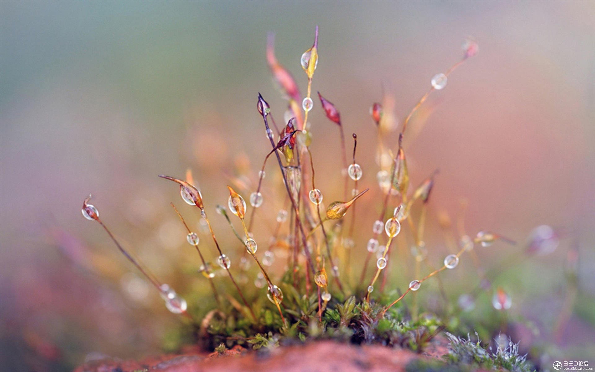 春天早晨的露珠风景桌面壁纸 二
