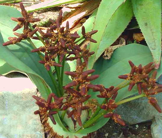 世界上最奇特的植物千岁兰