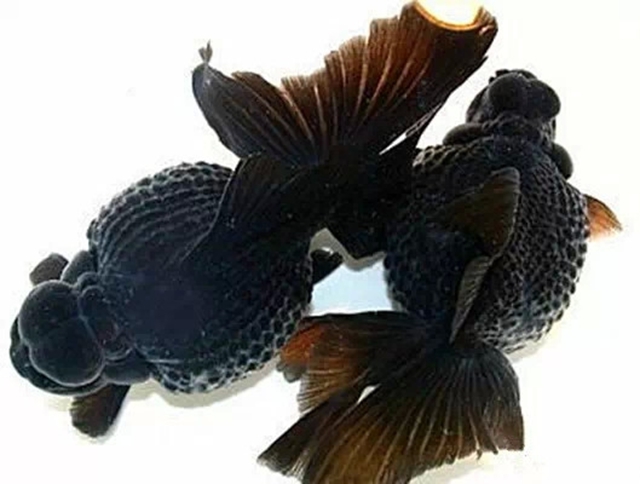 中国金鱼大全!(六)