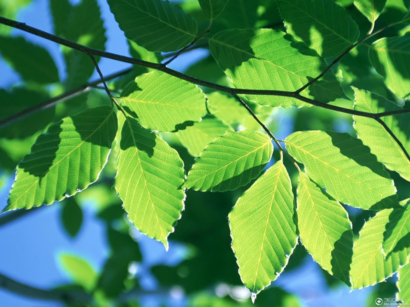 360资源组自然的绿自然的美