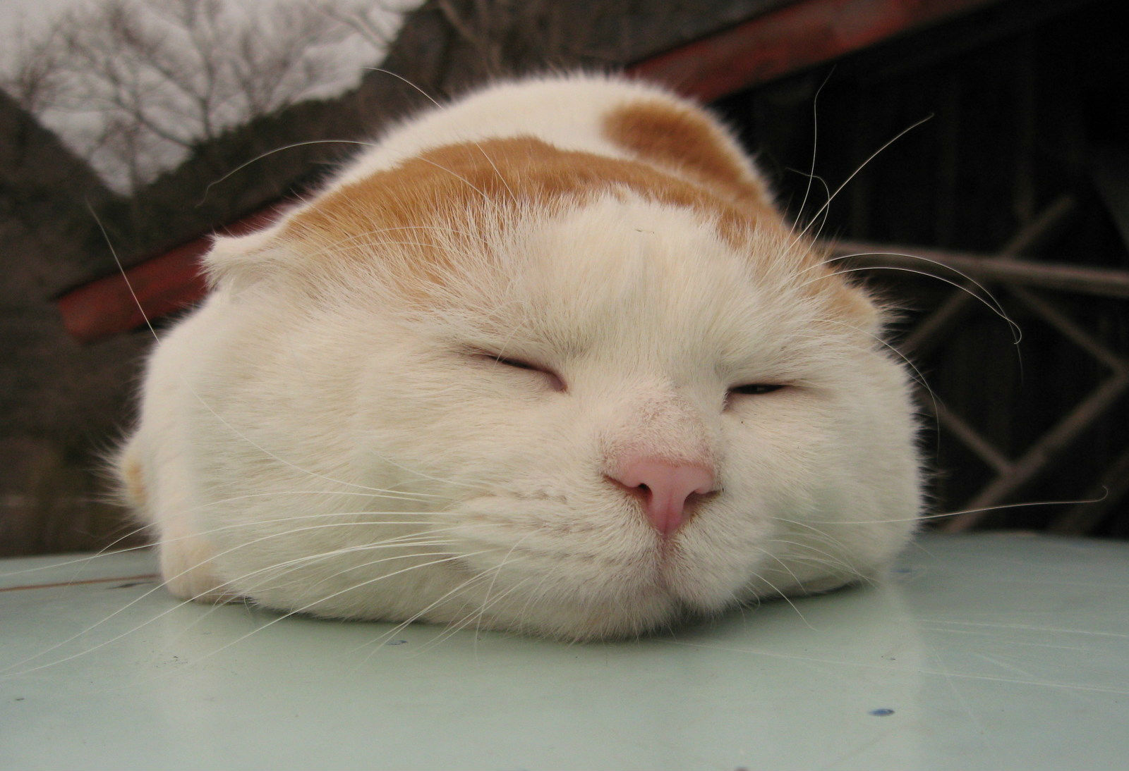 【360资源组】史上最萌的猫咪——猫叔