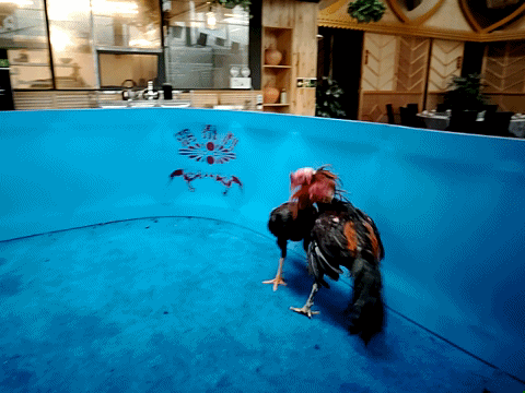 【gif】360手机n7pro带你去看公鸡中的战斗鸡