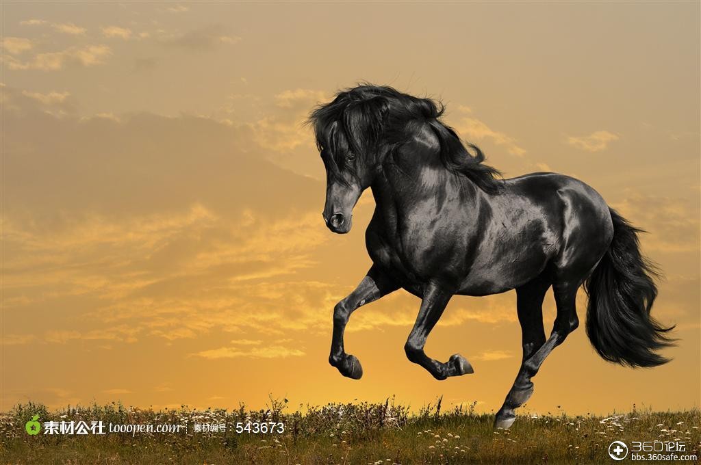 日落草地上奔驰的黑马摄影图jpg