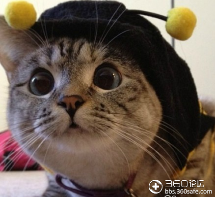 还有3天才放假哦,瞄〃猫小萌来了