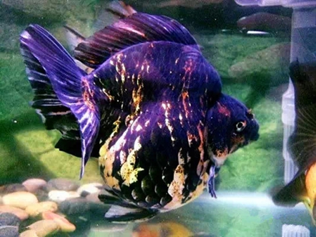 161 虎皮纹短尾琉金.jpg