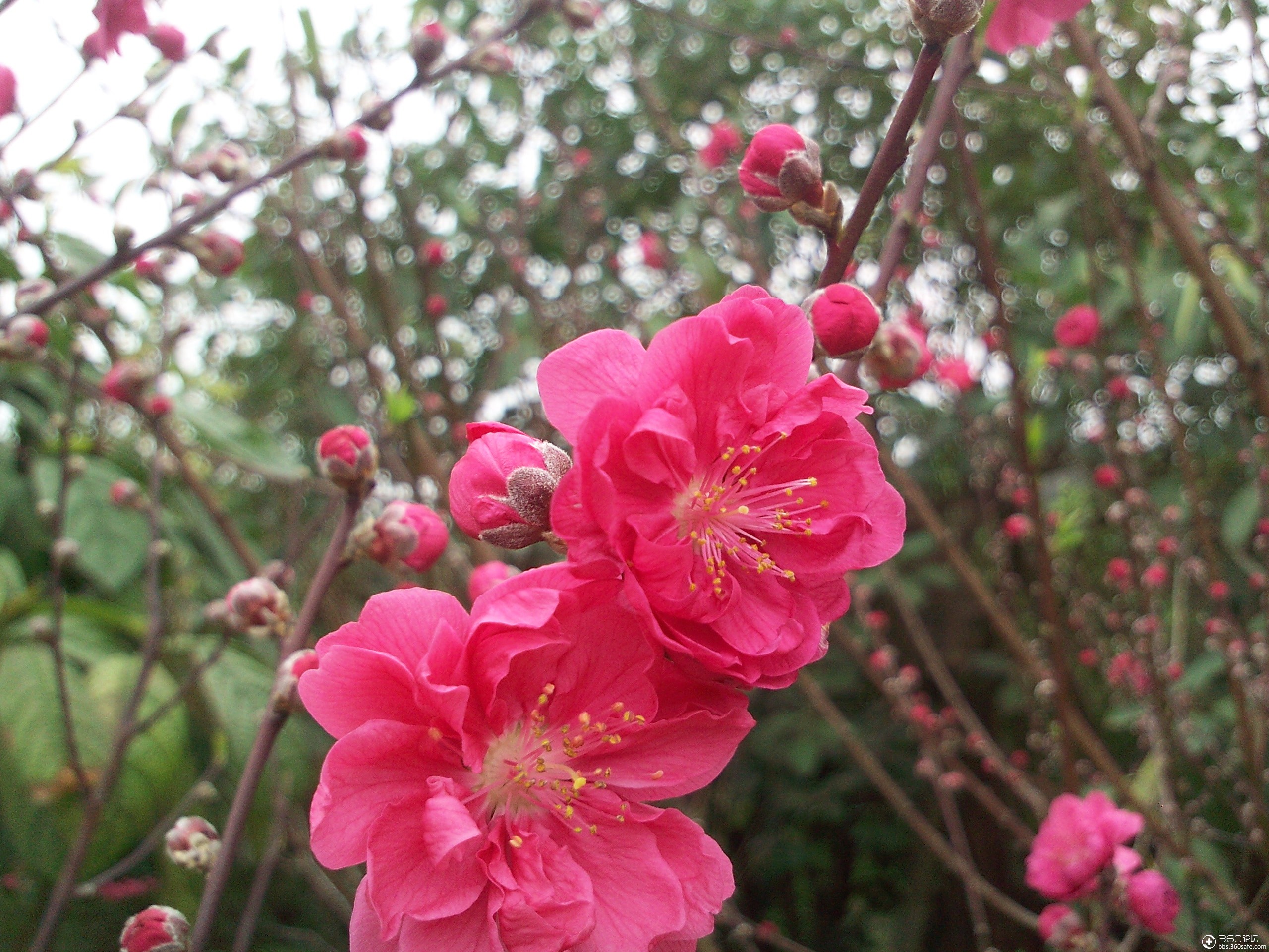 360资源组桃花盛开的姿态妩媚动人