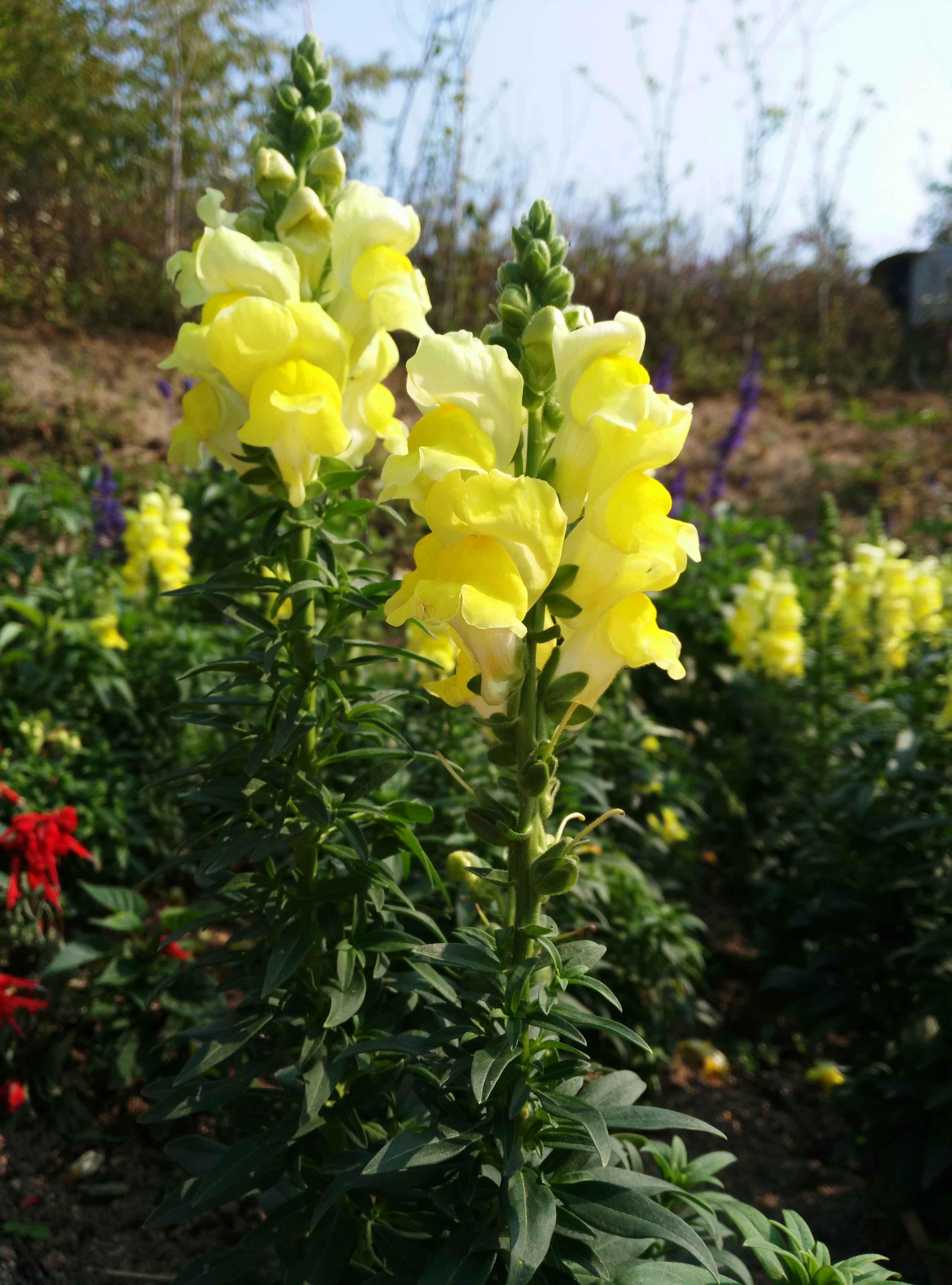 这一年用心我们一起游丹樱