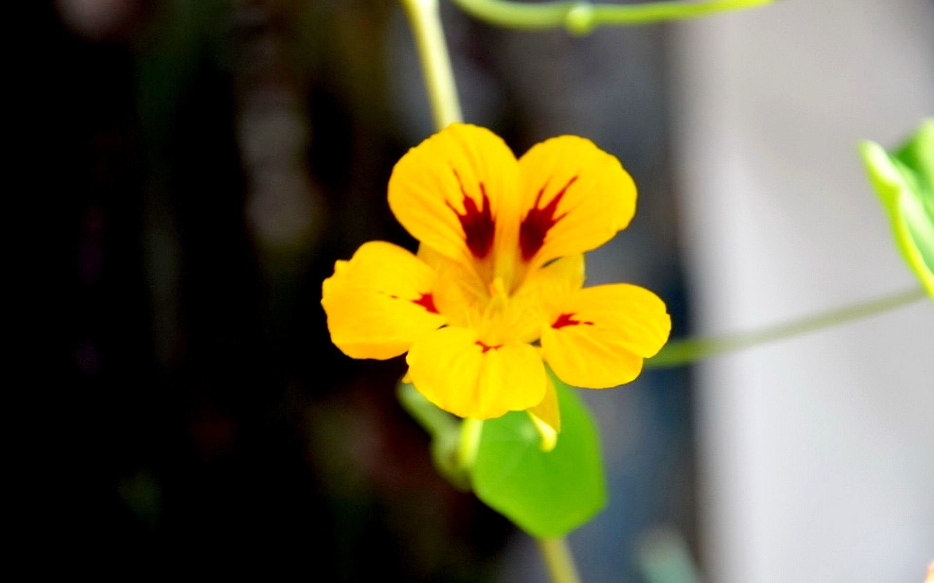 旱金莲花卉桌面