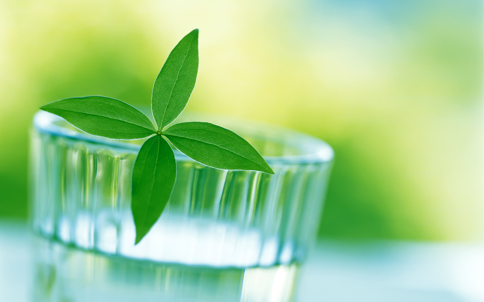 360资源组新芽嫩叶高清壁纸