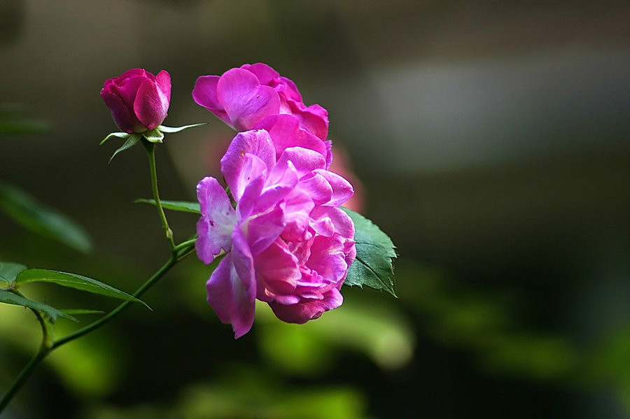 半夏时光 蔷薇花开