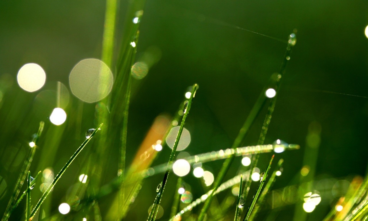 高清壁纸2013年最新高清绿色养眼壁纸33p