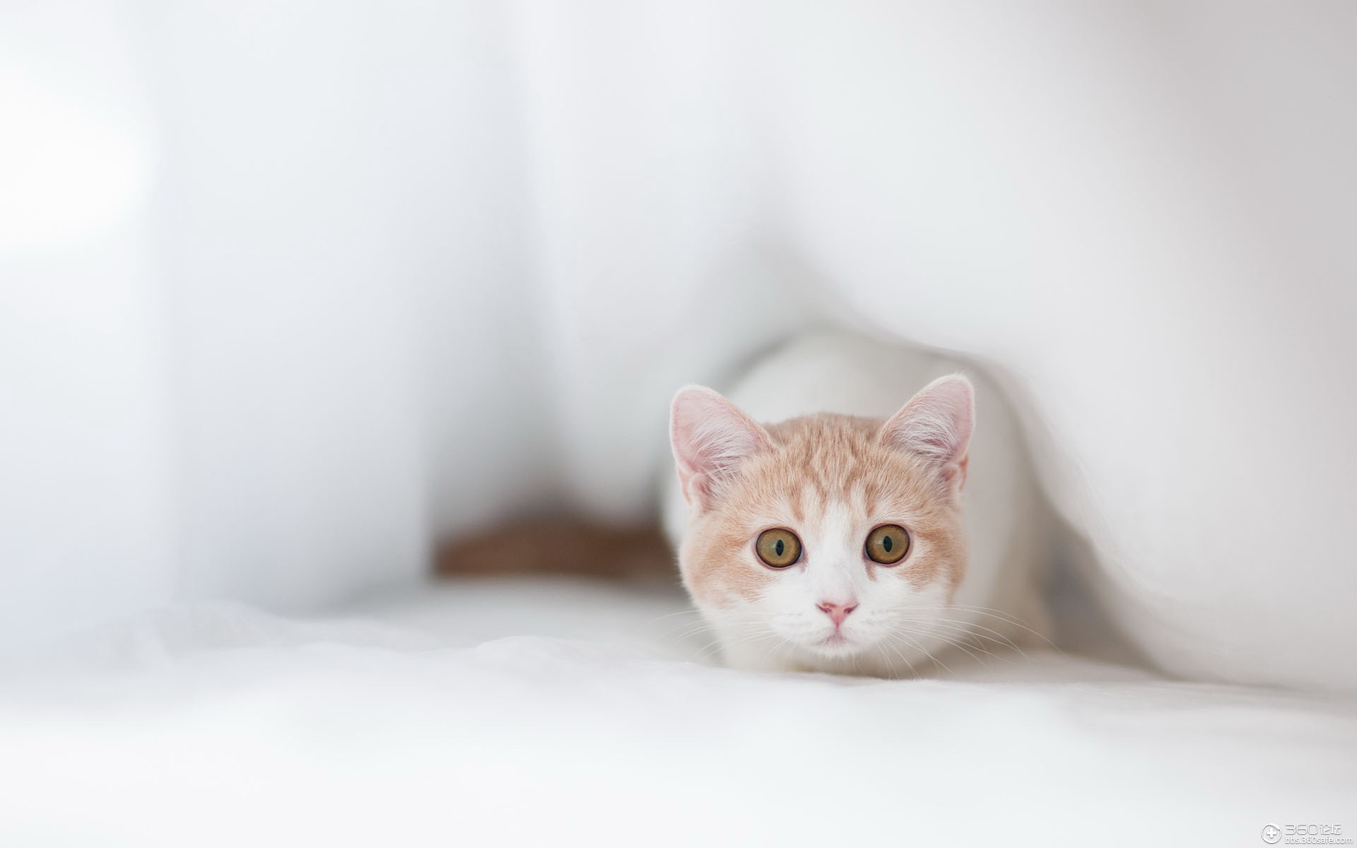 可爱猫咪电脑桌面壁纸(一)