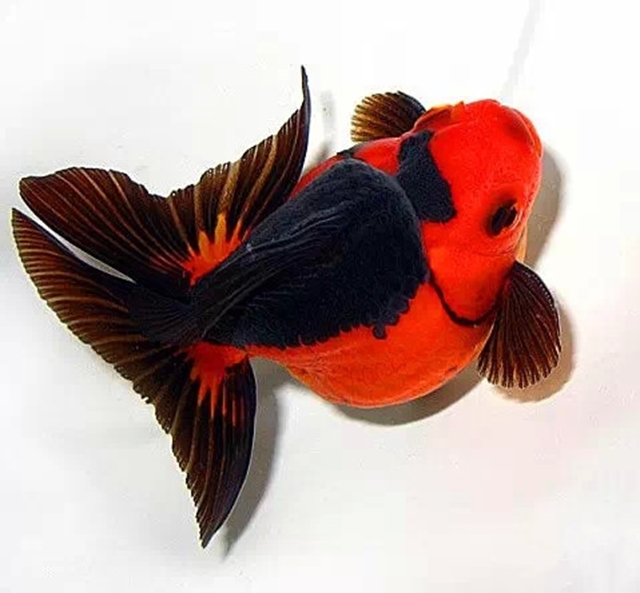 中国金鱼大全!《七》