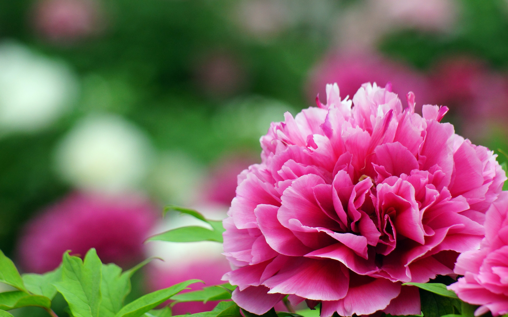 华美艳丽 牡丹花