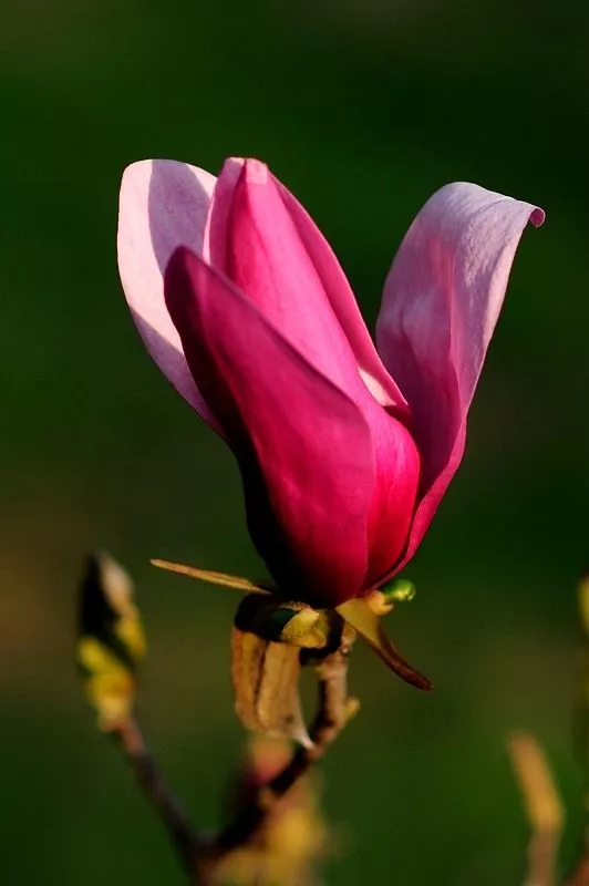 高贵大气的玉兰花