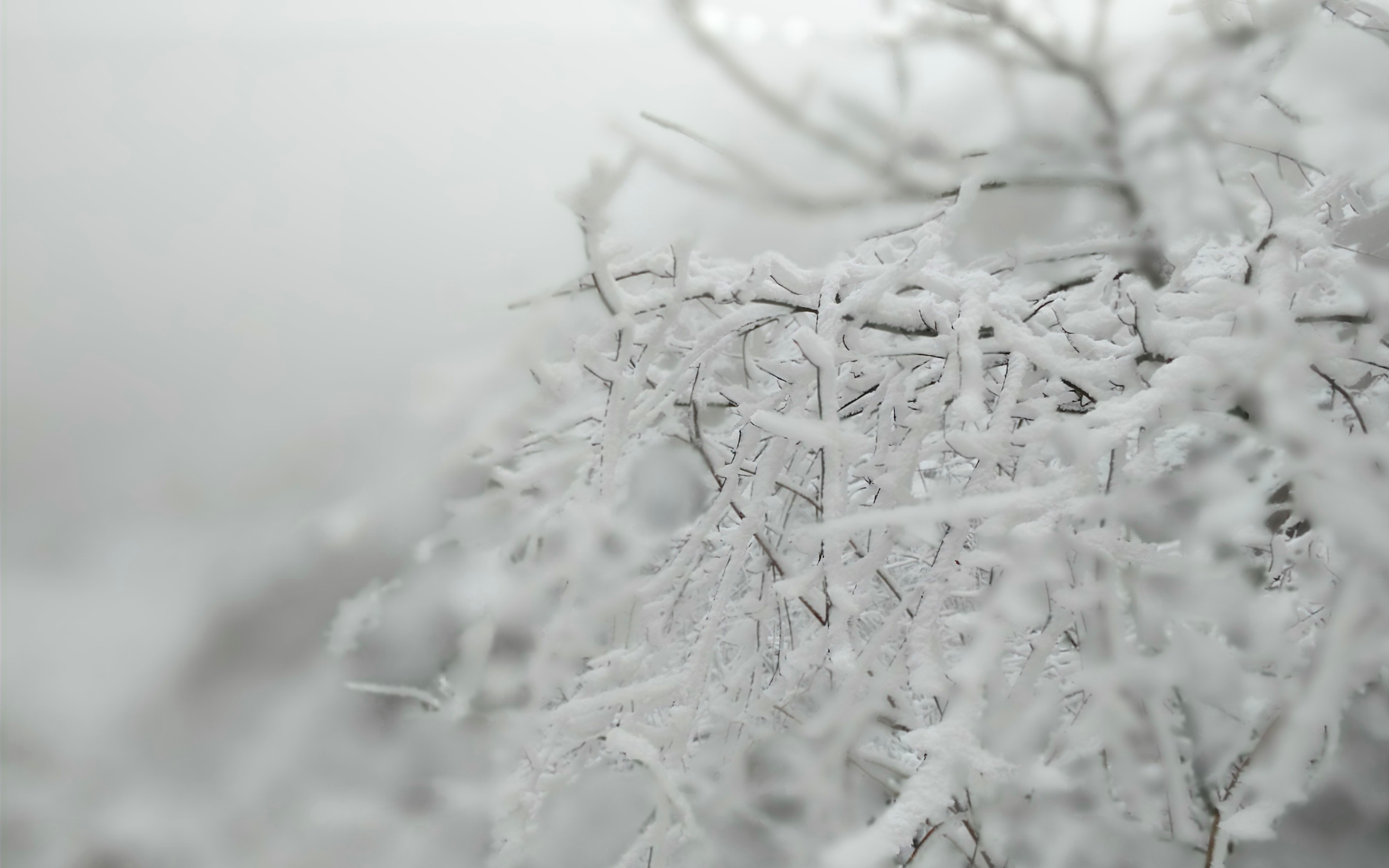 你在南方的艳阳里大雪纷飞