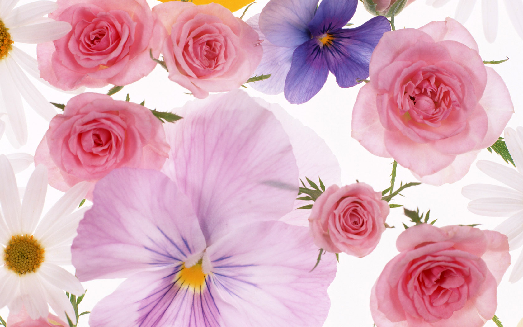 【360资源组】宽屏液晶壁纸 花团锦簇(1)