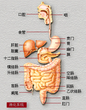 人体的为什么