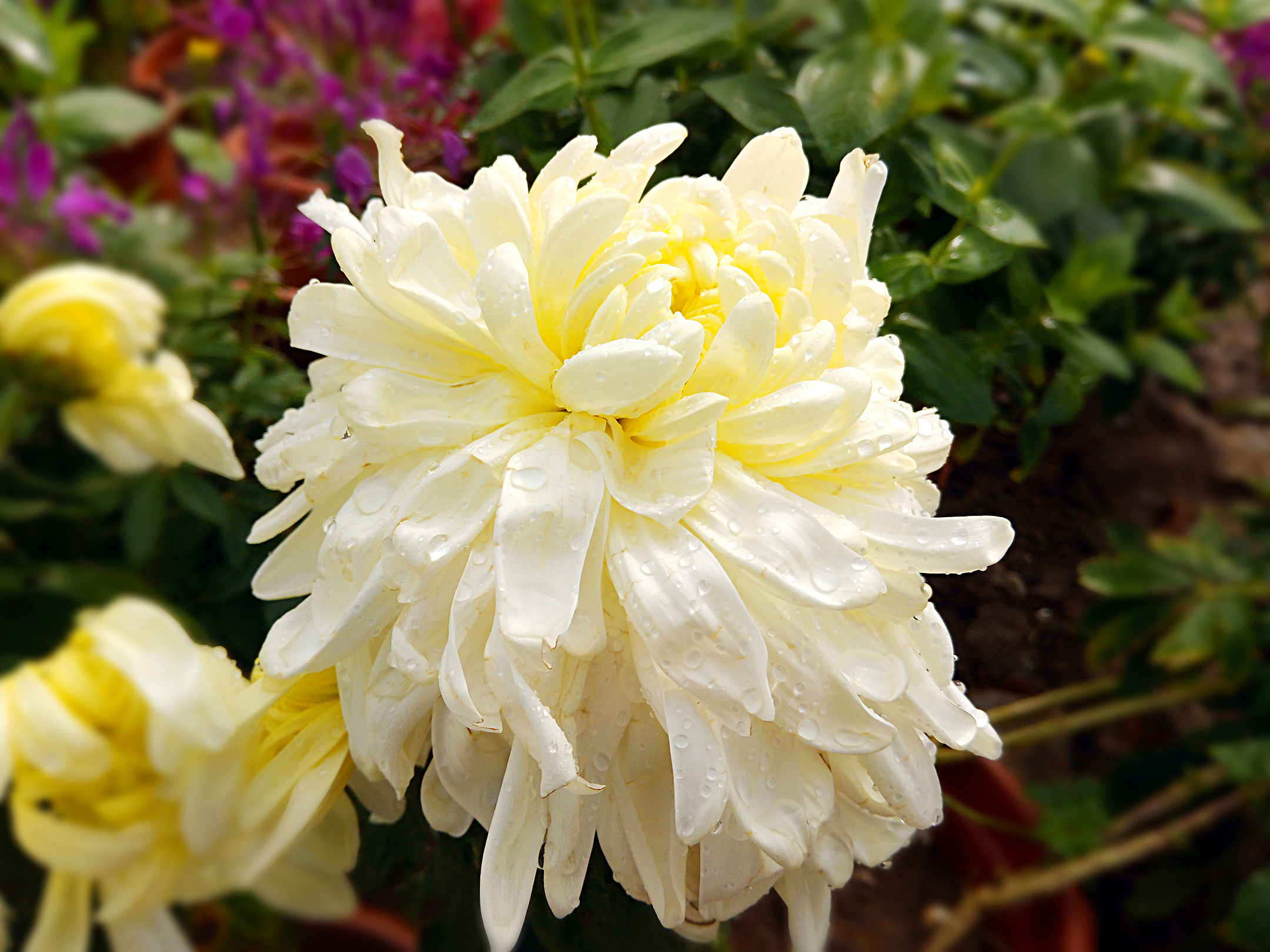 广东中山小榄镇菊花展随拍_360社区