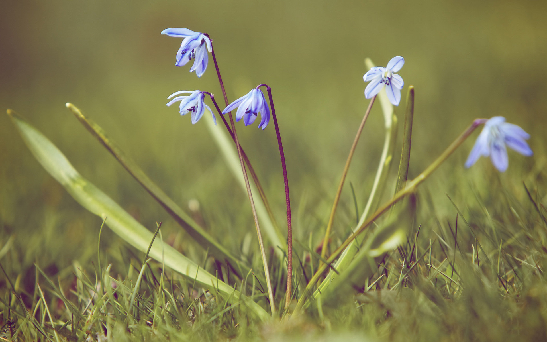 蓝钟花桌面高清壁纸
