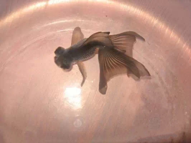 178 蓝裙尾龙睛.jpg