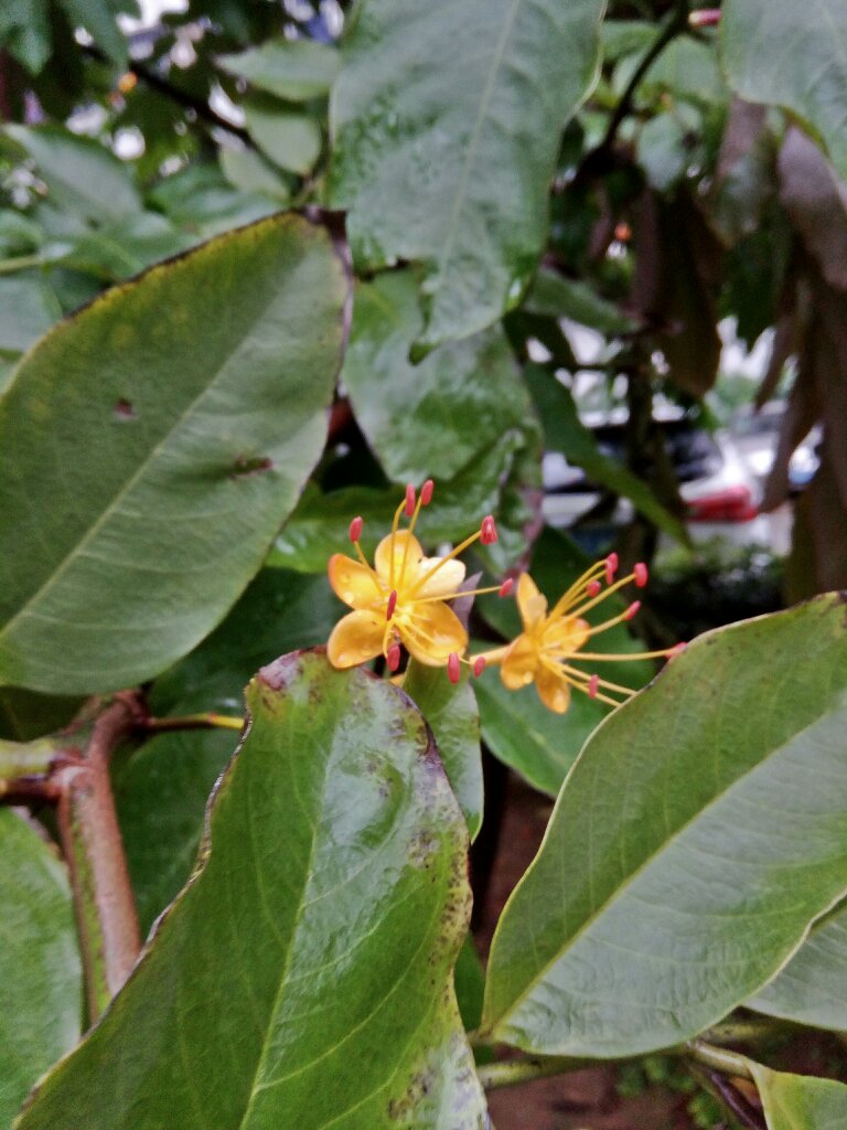 佛教圣花无忧花