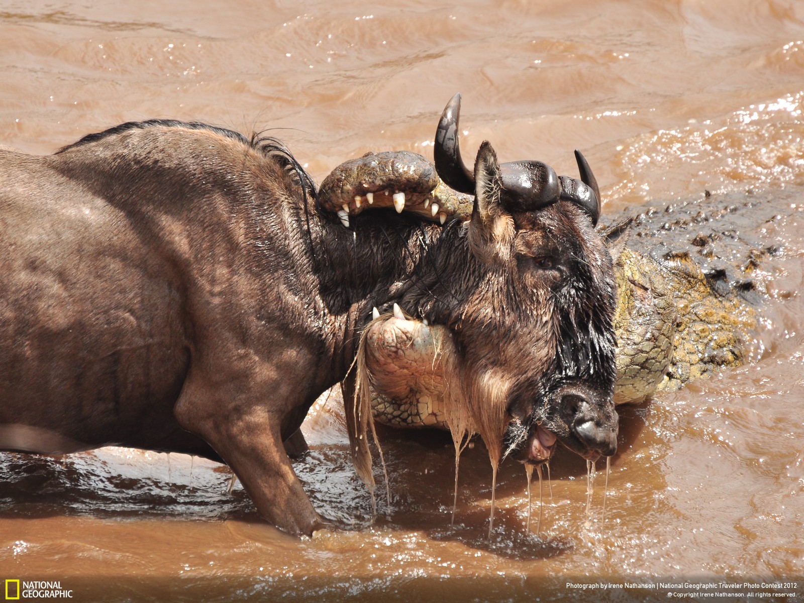抓到了 这些鳄鱼经常会潜伏在野牛喝水的池塘里 摄于肯尼亚马赛马拉.