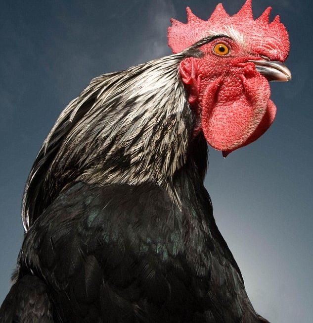 动物大头照欣赏