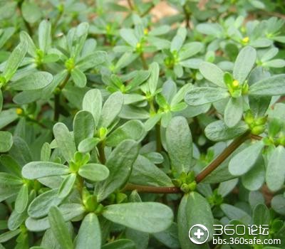 八卦——马齿苋草治痘法