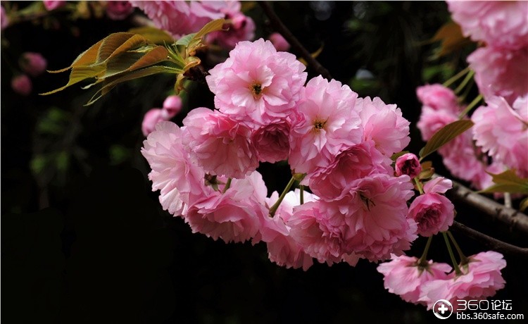 多层花瓣的漂亮樱花.