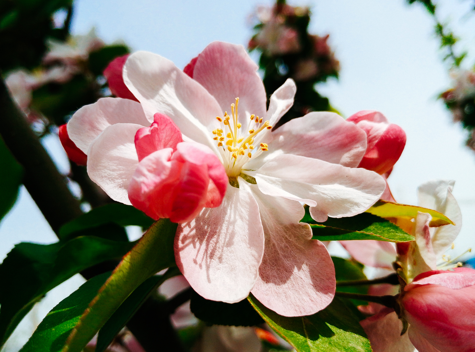 shimmercc的微光世界 - 随手拍花朵