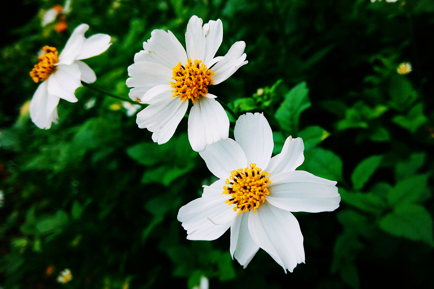 【十分惊喜】360手机f4大光圈拍照分享