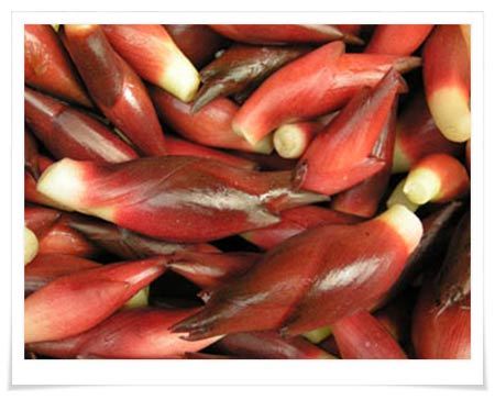 还记得当年"阳荷"的味道吗?