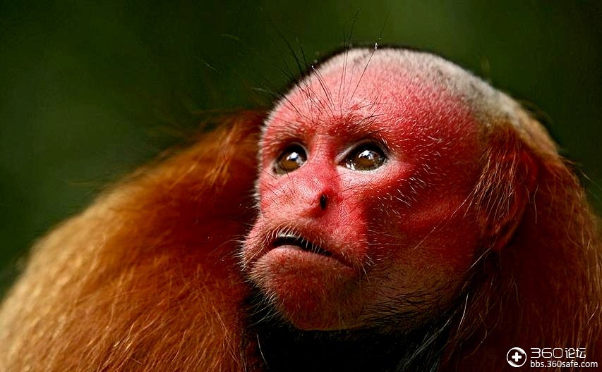 八卦最奇特动物赤秃猴