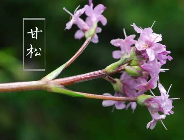 秋冬进补甘松粥