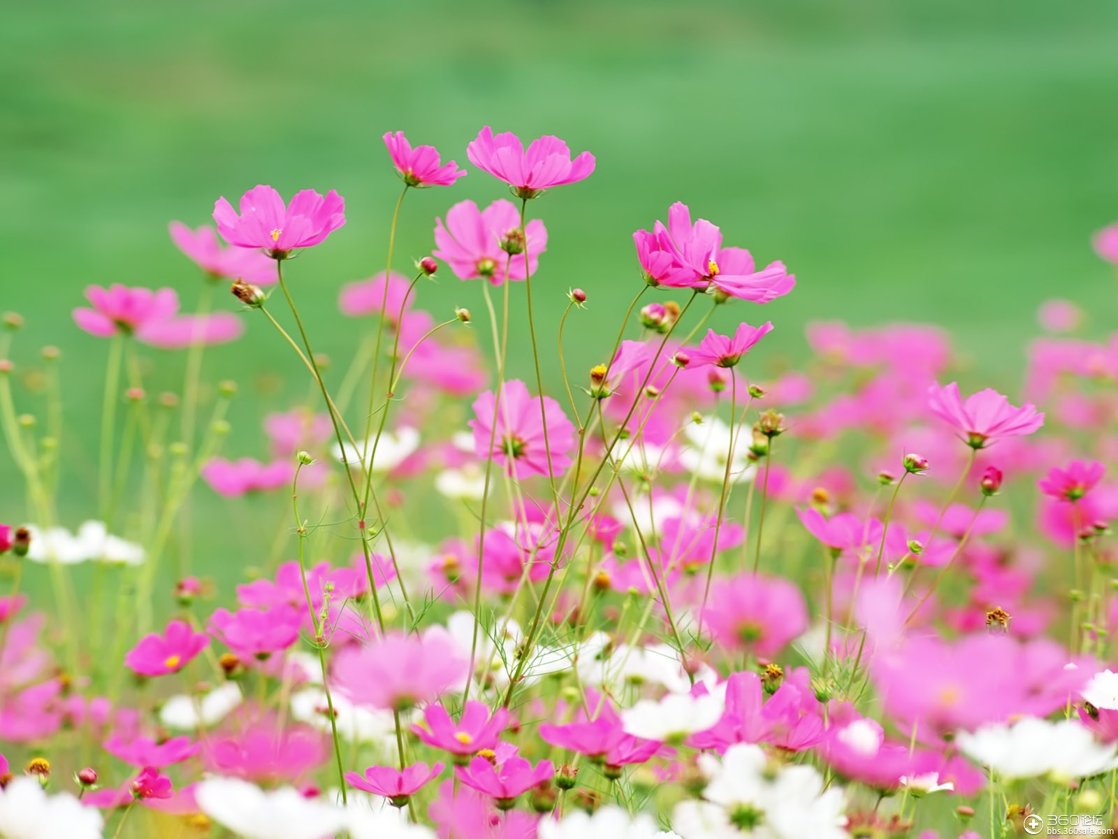 360资源组百花开放中山花烂漫