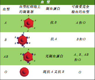 血型表 输血图片