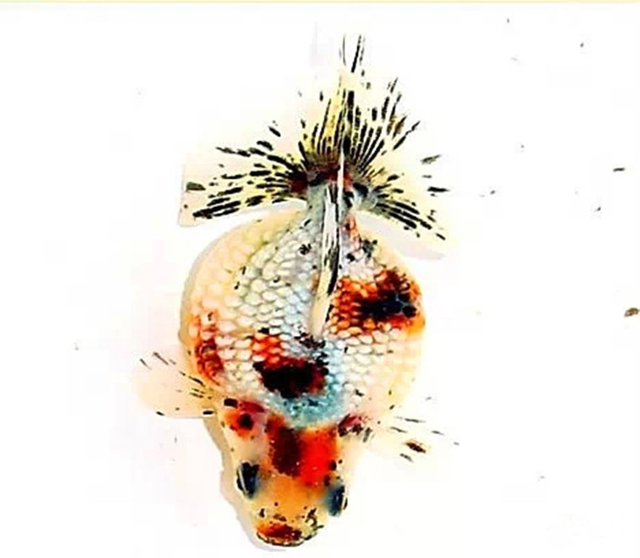 114 五花珍珠.jpg