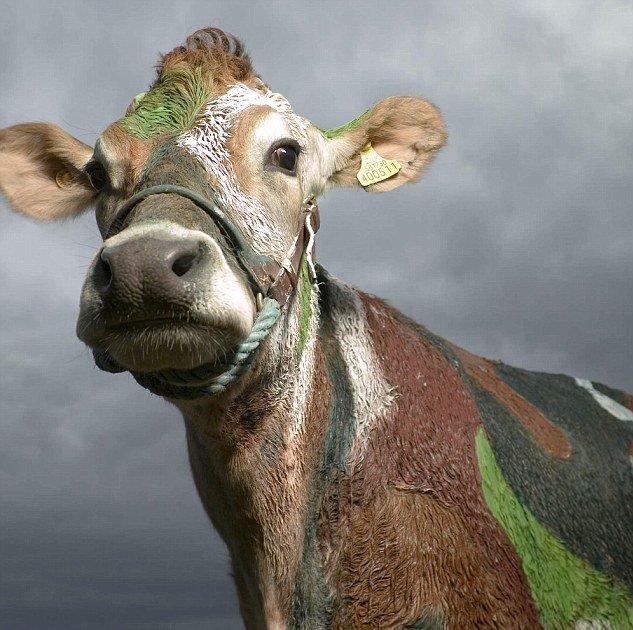 动物大头照欣赏