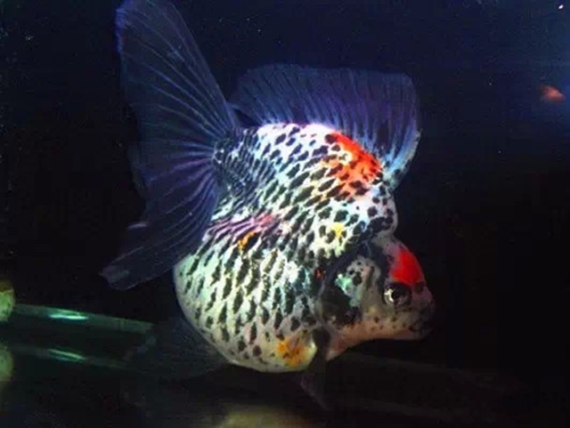 156 三色短尾琉金.jpg